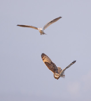 White-tailed Kite (Elanus leucurus) photo image
