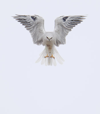 White-tailed Kite (Elanus leucurus) photo