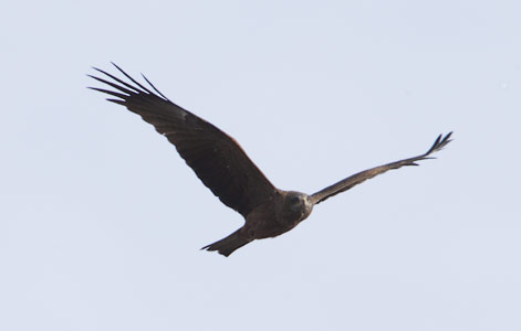 Yellow-billed Kite (Milvus aegyptius) photo image