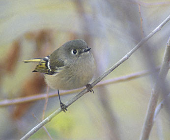 Ruby-crowned Kinglet (Regulus calendula) photo image