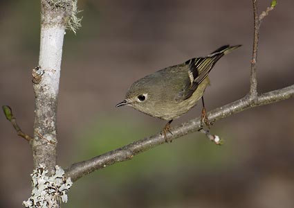 Ruby-crowned Kinglet (Regulus calendula) photo image