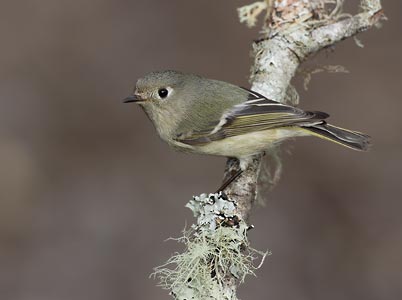 Ruby-crowned Kinglet (Regulus calendula) photo image
