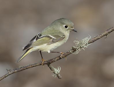 Ruby-crowned Kinglet (Regulus calendula) photo image
