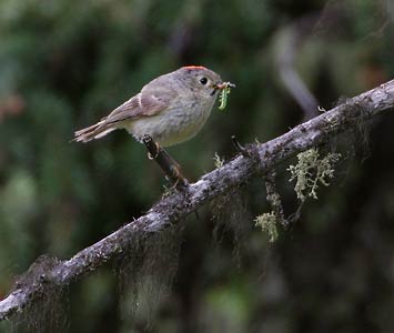Ruby-crowned Kinglet (Regulus calendula) photo image