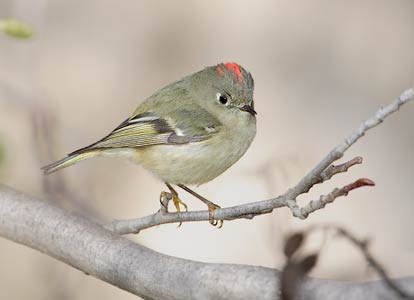 Ruby-crowned Kinglet (Regulus calendula) photo image