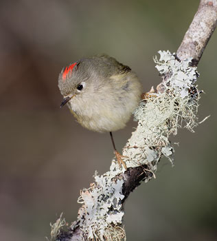 Ruby-crowned Kinglet (Regulus calendula) photo image