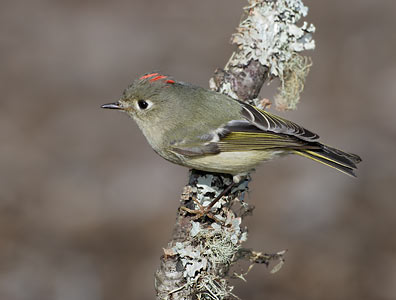 Ruby-crowned Kinglet (Regulus calendula) photo image