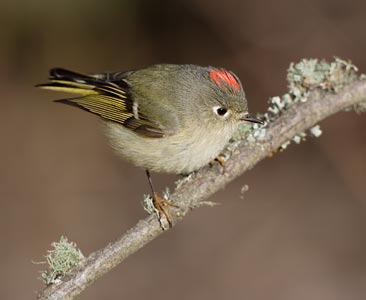 Ruby-crowned Kinglet (Regulus calendula) photo image