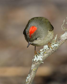 Ruby-crowned Kinglet (Regulus calendula) photo image