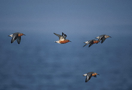 Red Knot (Calidris canutus) photo image
