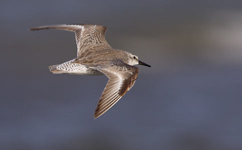 Red Knot (Calidris canutus) photo image