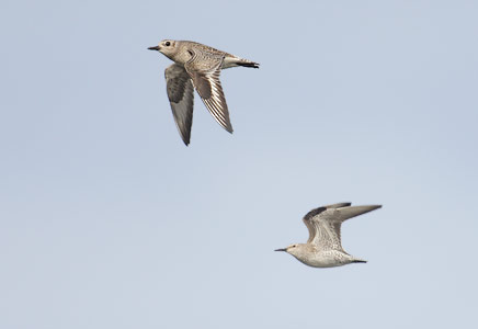 Red Knot (Calidris canutus) photo image