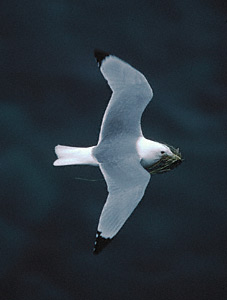 Black-legged Kittiwake (Rissa tridactyla) photo image