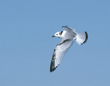 Black-legged Kittiwake (Rissa tridactyla) photo image