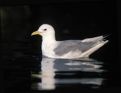 Black-legged Kittiwake (Rissa tridactyla) photo image