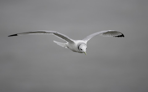 Black-legged Kittiwake (Rissa tridactyla) photo image