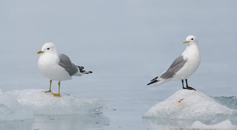 Black-legged Kittiwake (Rissa tridactyla) photo image