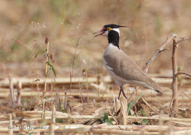 Black-headed Lapwing (Vanellus tectus) photo image