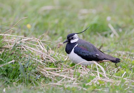 Northern Lapwing (Vanellus vanellus) photo image