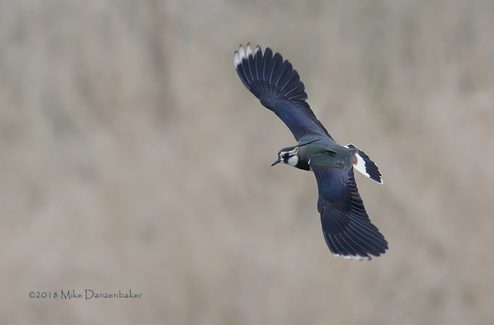 Northern Lapwing (Vanellus vanellus) photo image