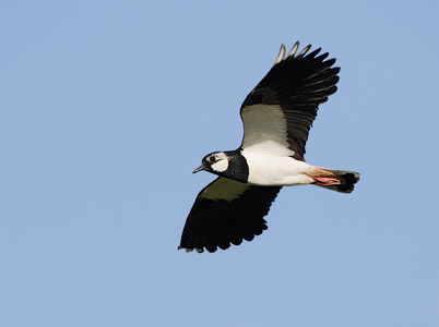 Northern Lapwing (Vanellus vanellus) photo image