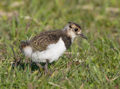 Northern Lapwing (Vanellus vanellus) photo image
