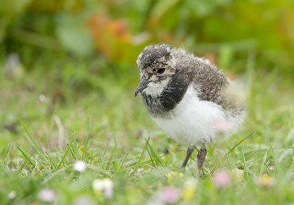 Northern Lapwing (Vanellus vanellus) photo image