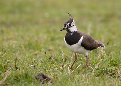 Northern Lapwing (Vanellus vanellus) photo image