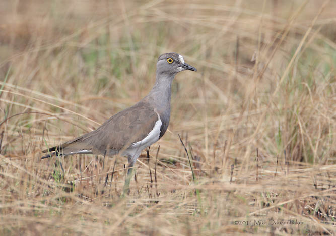 Senegal Lapwing (Vanellus lugubris) photo image