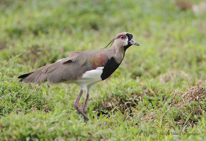 Southern Lapwing (Vanellus chilensis) photo image