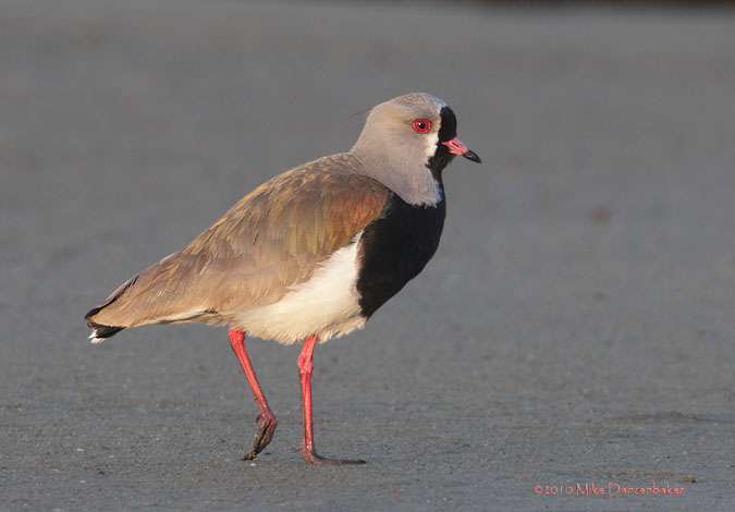 Southern Lapwing (Vanellus chilensis) photo image