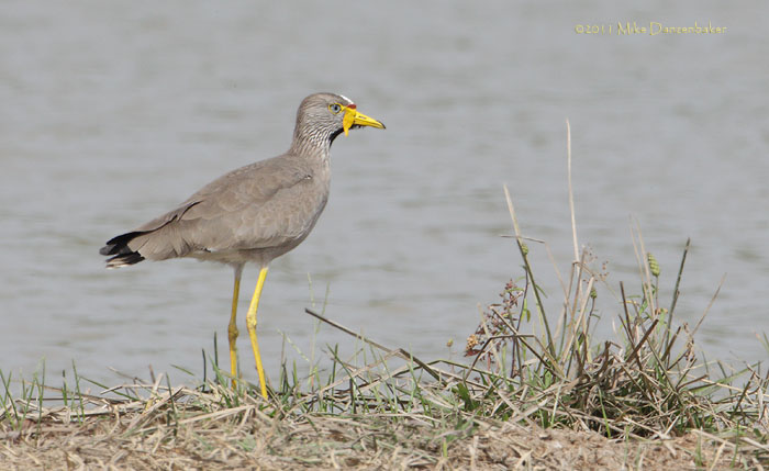 African Wattled Lapwing (Vanellus senegallus) photo image