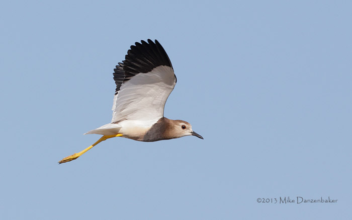 White-tailed Lapwing (Vanellus leucurus) photo