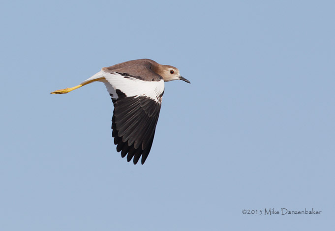 White-tailed Lapwing (Vanellus leucurus) photo