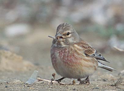 Common Linnet (Carduelis cannabina) photo image