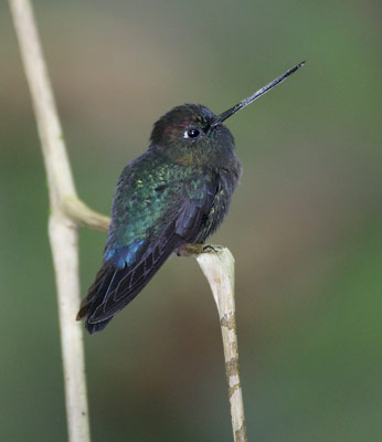 Green-fronted Lancebill (Doryfera ludovicae) photo image