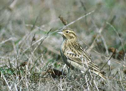 Chestnut-collared Longspur (Calcarius ornatus) photo image