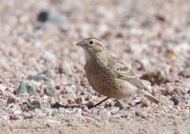 Chestnut-collared Longspur (Calcarius ornatus) photo image