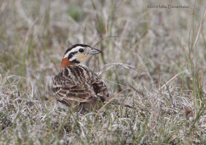 Chestnut-collared Longspur (Calcarius ornatus) photo image