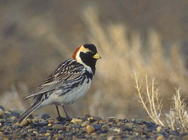 Lapland Longspur (Calcarius lapponicus) photo image