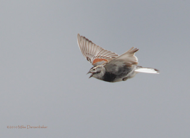 McCown's Longspur (Rhynchophanes mccownii) photo image