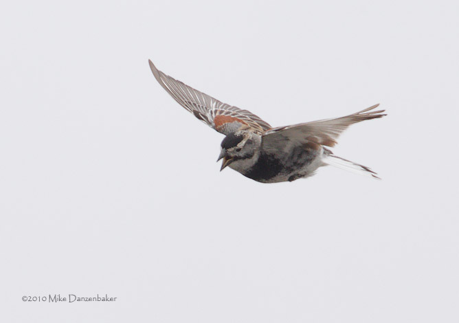 McCown's Longspur (Rhynchophanes mccownii) photo image