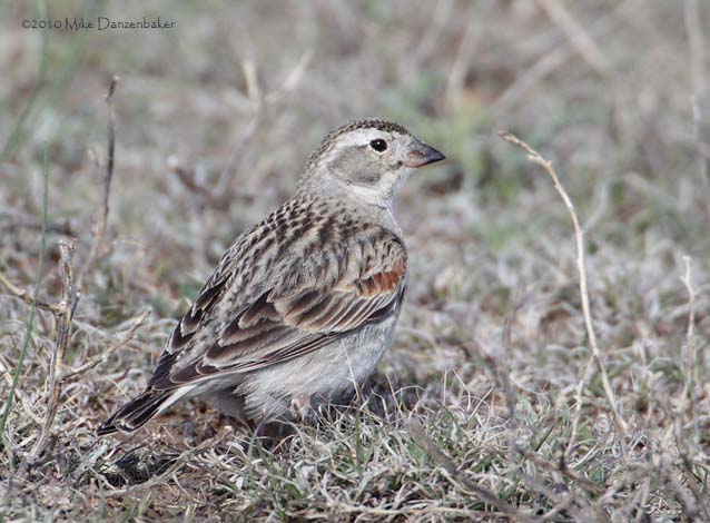McCown's Longspur (Rhynchophanes mccownii) photo image
