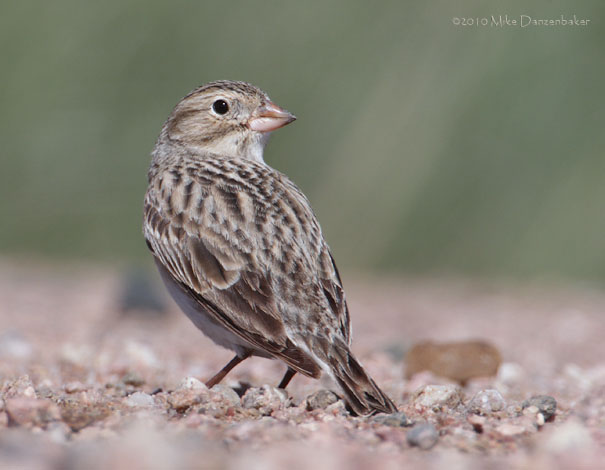McCown's Longspur (Rhynchophanes mccownii) photo image