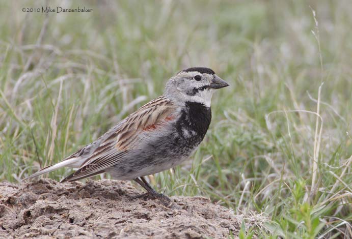 McCown's Longspur (Rhynchophanes mccownii) photo image