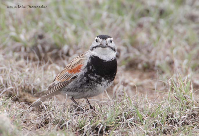 McCown's Longspur (Rhynchophanes mccownii) photo image