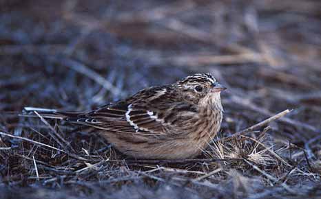 Smith's Longspur (Calcarius pictus) photo image