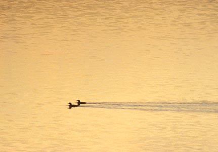 Black-throated Loon (Gavia arctica) photo image