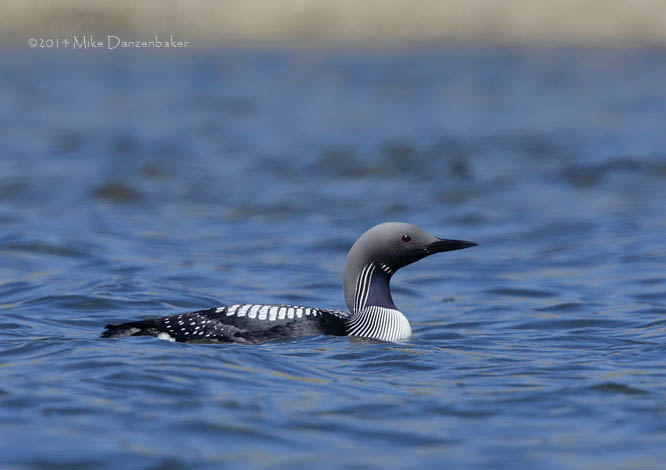 Arctic Loon (Gavia arctica) photo