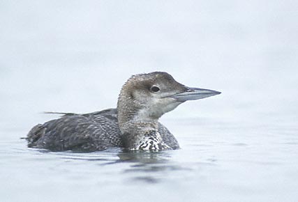 Great Northern Diver (Gavia immer) photo image